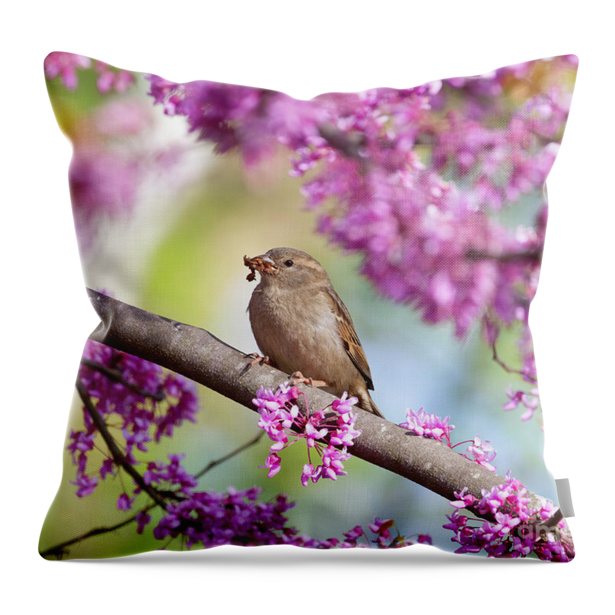 Bird Throw Pillow featuring the photograph House Sparrow on Redbud Tree by Chris Scroggins