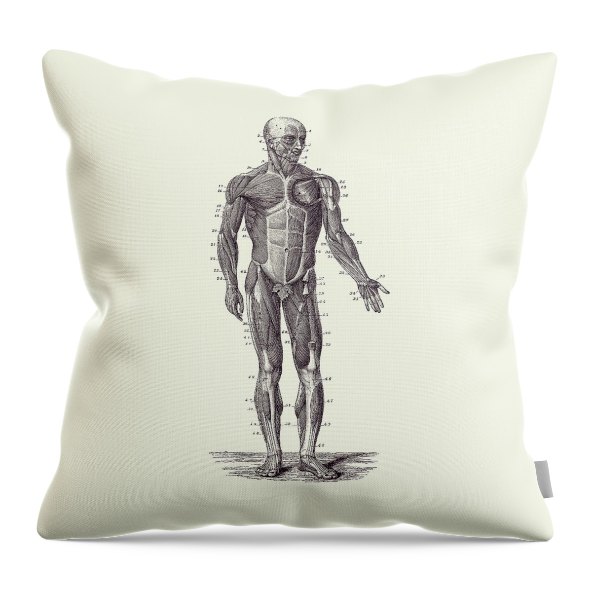 Skeleton Throw Pillow featuring the drawing Human Muscle System - Vintage Anatomy 2 by Vintage Anatomy Prints