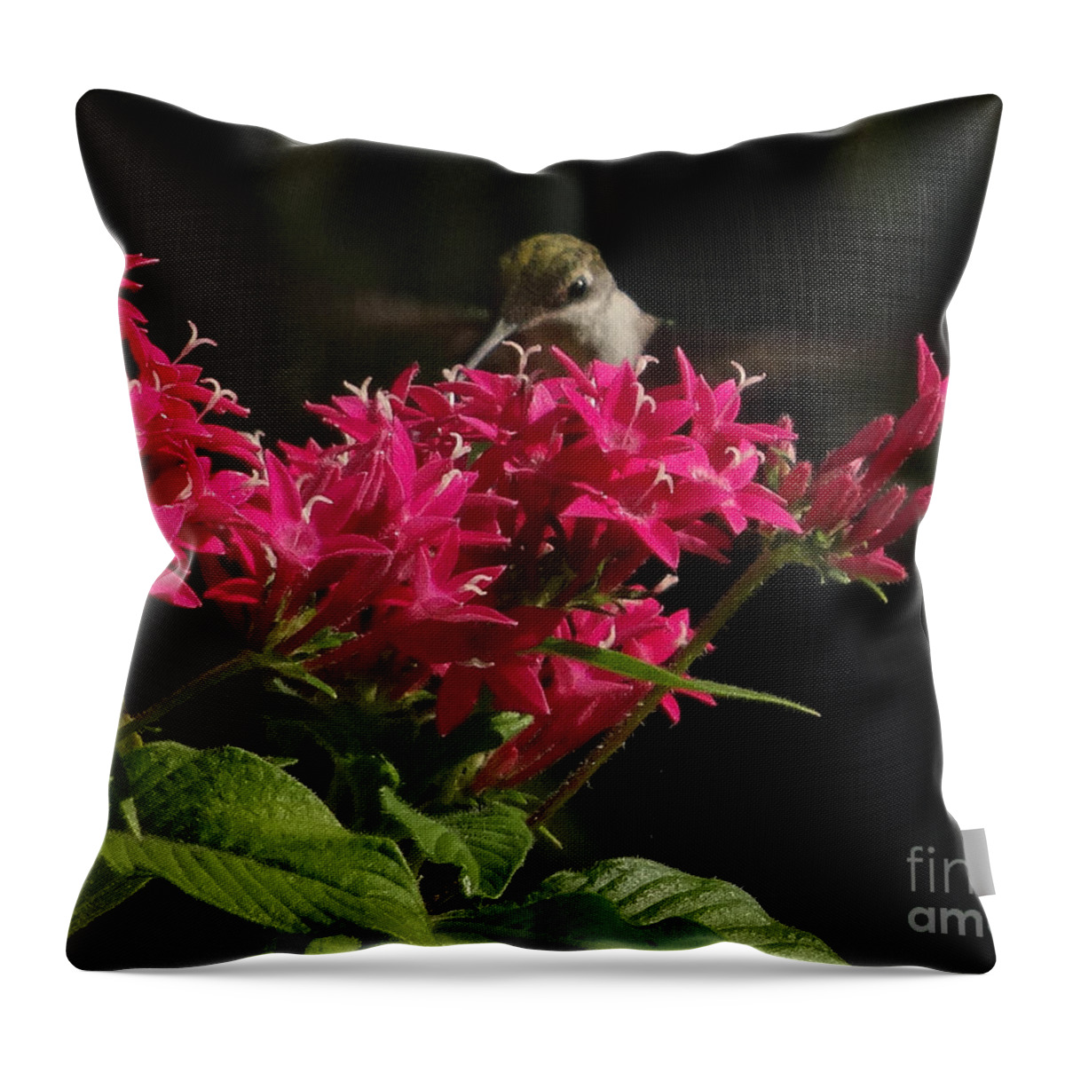 5 Star Throw Pillow featuring the photograph Hummers on Deck- 2-03 by Christopher Plummer