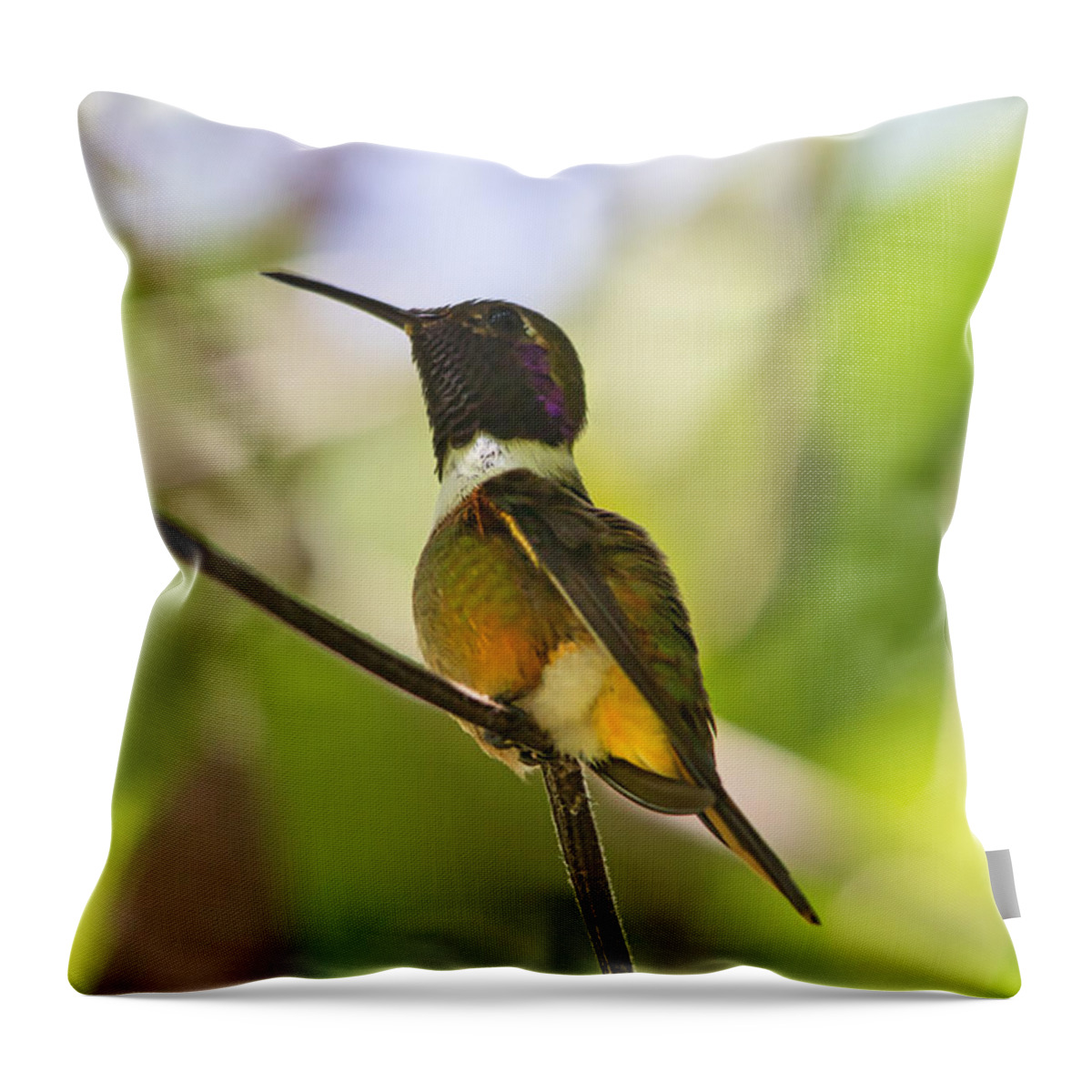 Hummingbird Throw Pillow featuring the photograph Humming bird displaying all the colors of its beautiful feather by Montez Kerr