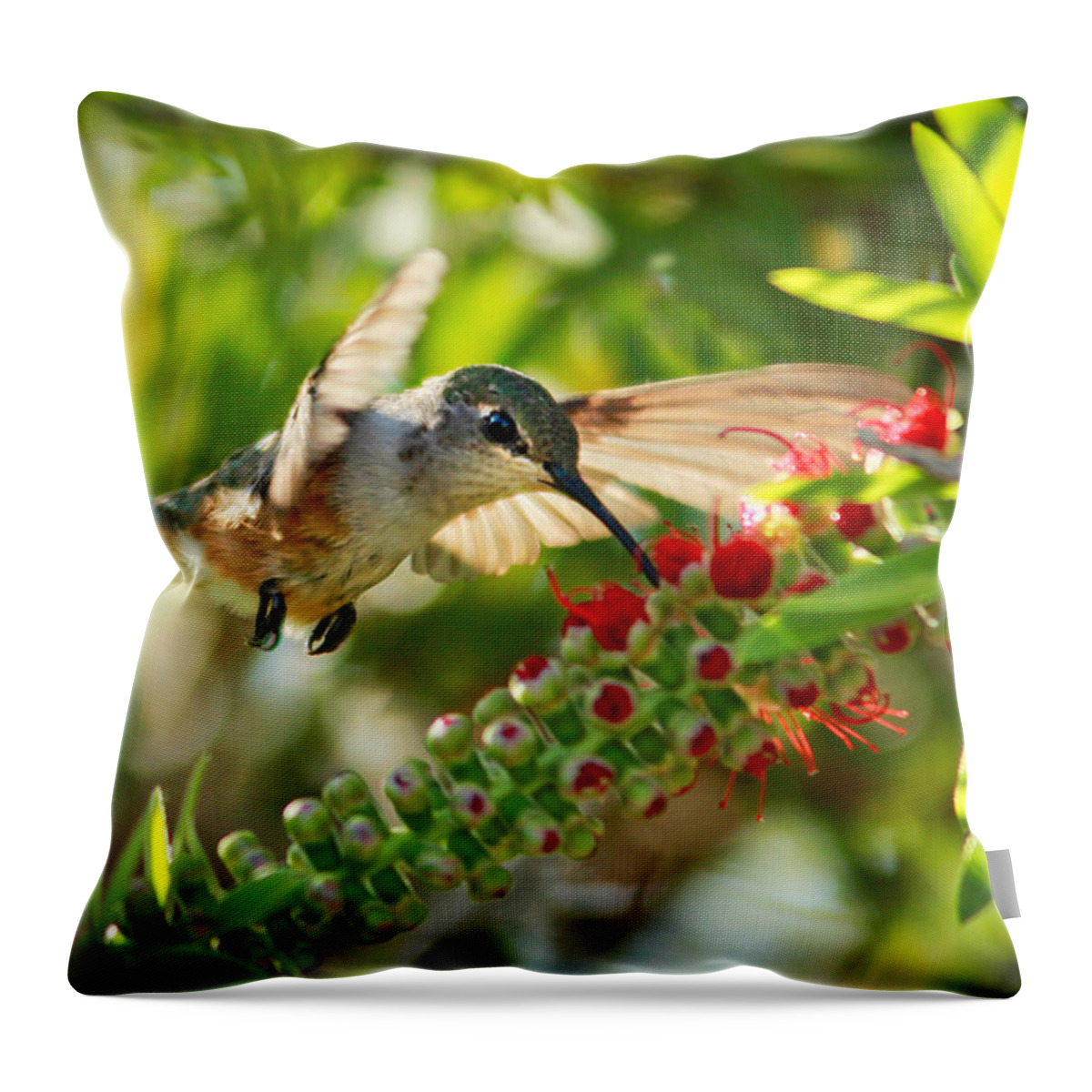 Humming Bird Throw Pillow featuring the photograph Humming Bird in Tree by Montez Kerr