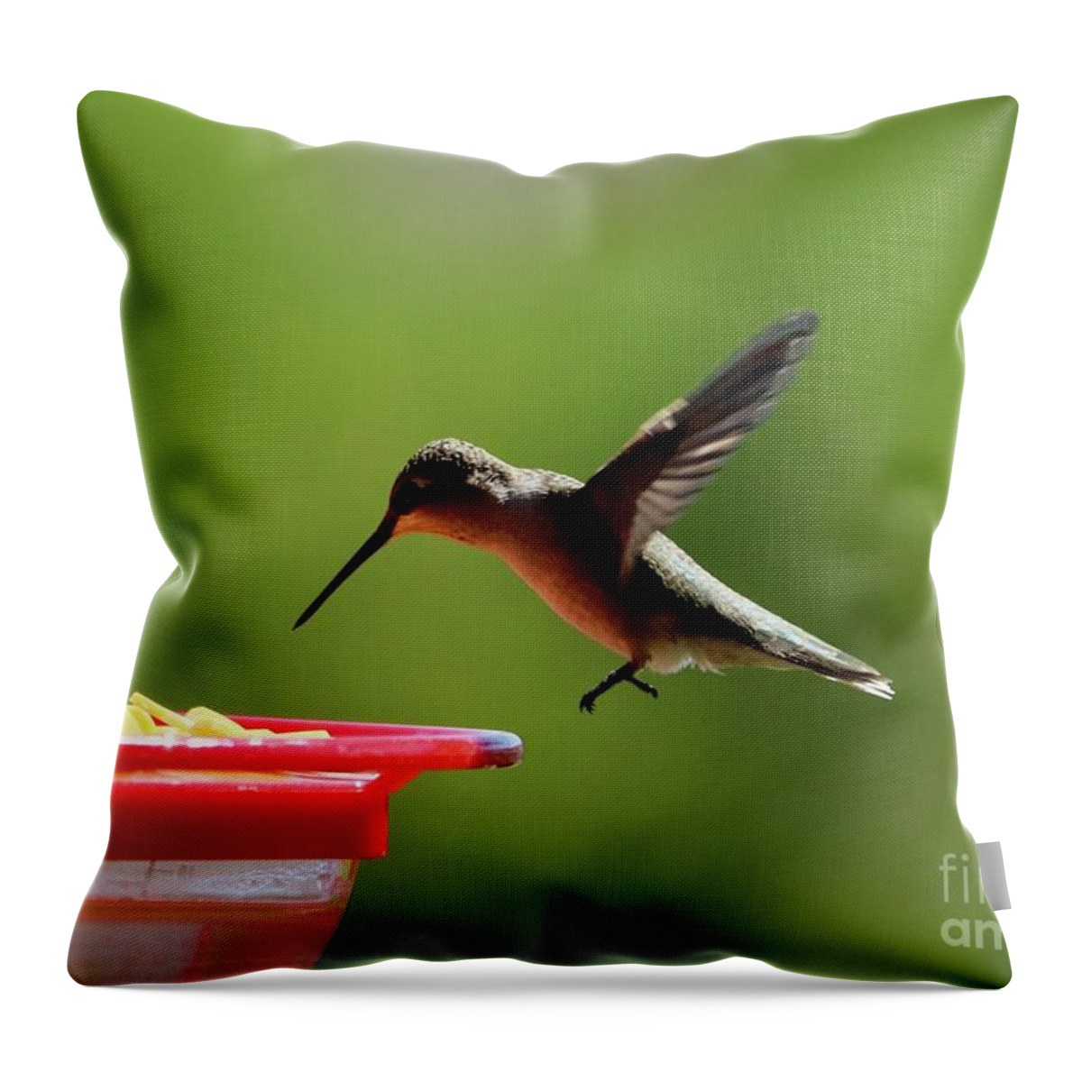 Hummingbird Throw Pillow featuring the photograph Hummingbird Approach by Carol Groenen