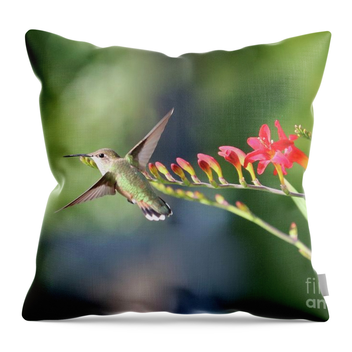 Hummingbird Throw Pillow featuring the photograph Hummingbird at Crocosmia 3 by Carol Groenen