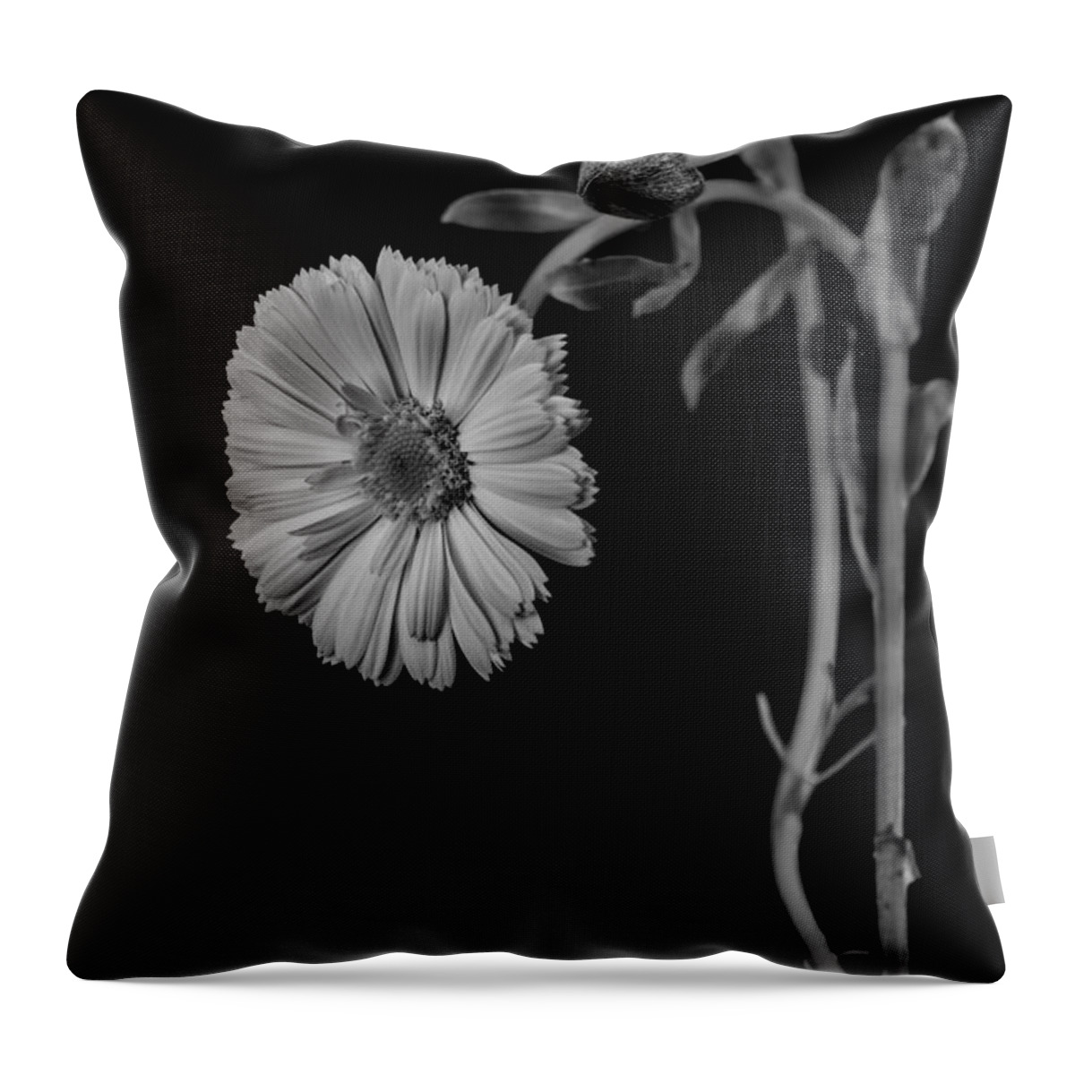 Still Life Throw Pillow featuring the photograph Humpback daisy in black and white by Alessandra RC