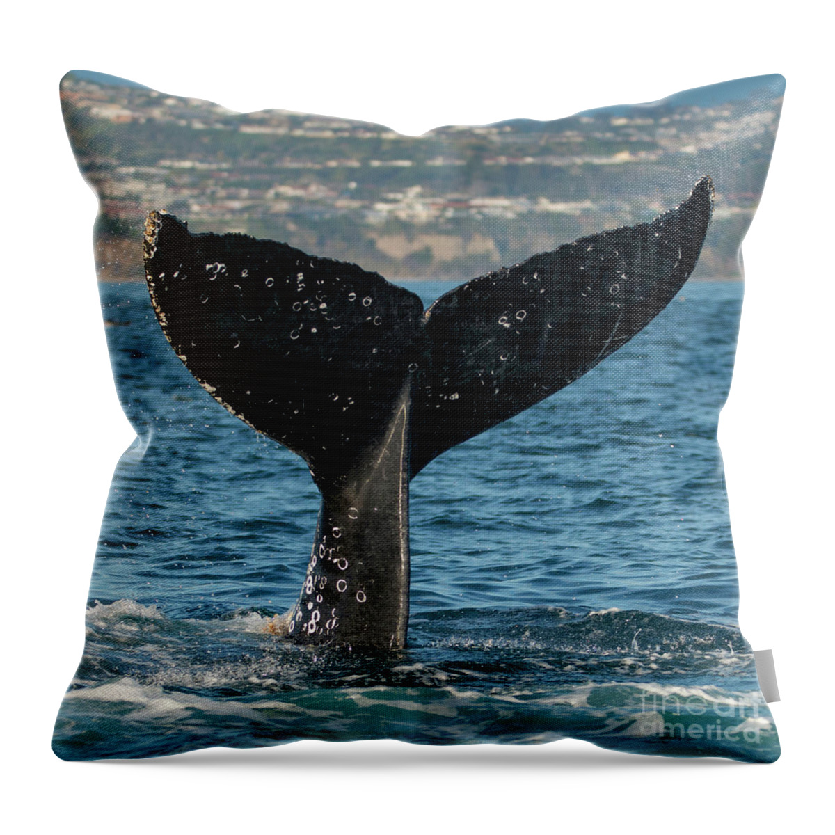 Flukes Throw Pillow featuring the photograph Humpback Tall Fluke Square by Loriannah Hespe