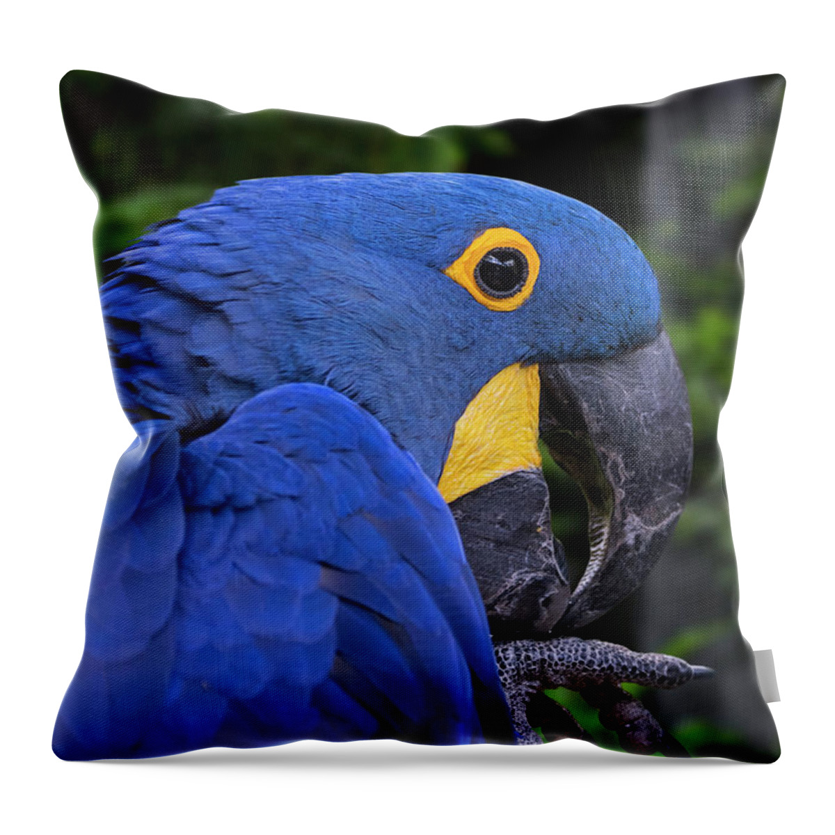 Hyacinth Macaw Throw Pillow featuring the photograph Hyacinth Macaw in Rainforest by Arterra Picture Library