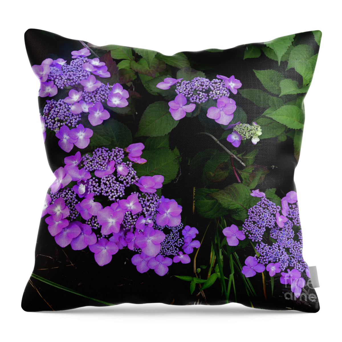 Purple Throw Pillow featuring the photograph Hydrangea Flowers by Scott Cameron