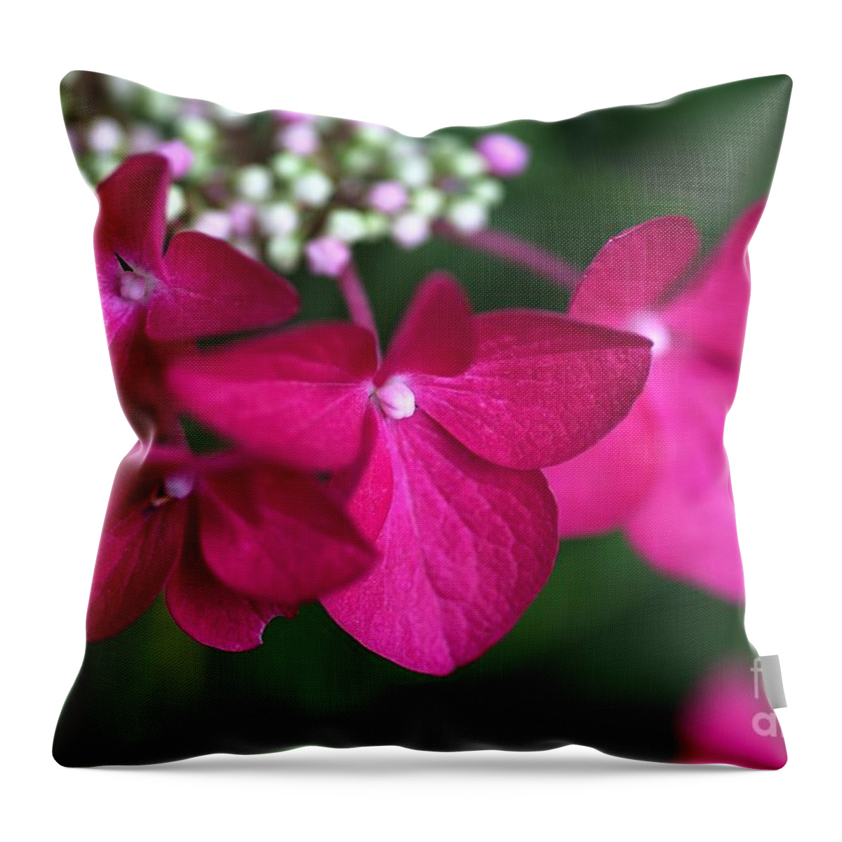 Hydrangea Throw Pillow featuring the photograph Hydrangea Strawberries and Cream by Joy Watson