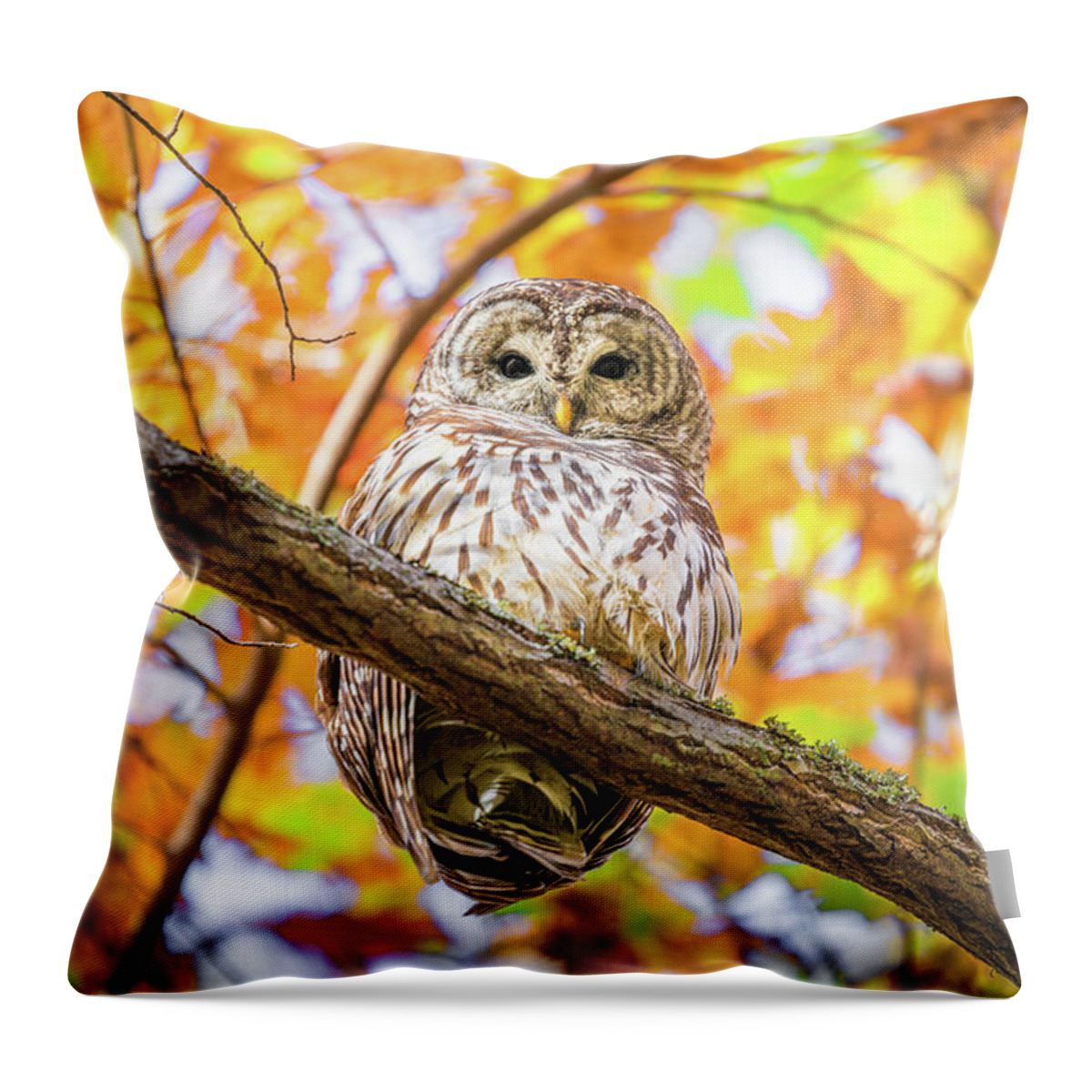 Barred Owl Throw Pillow featuring the photograph I See You by Jordan Hill