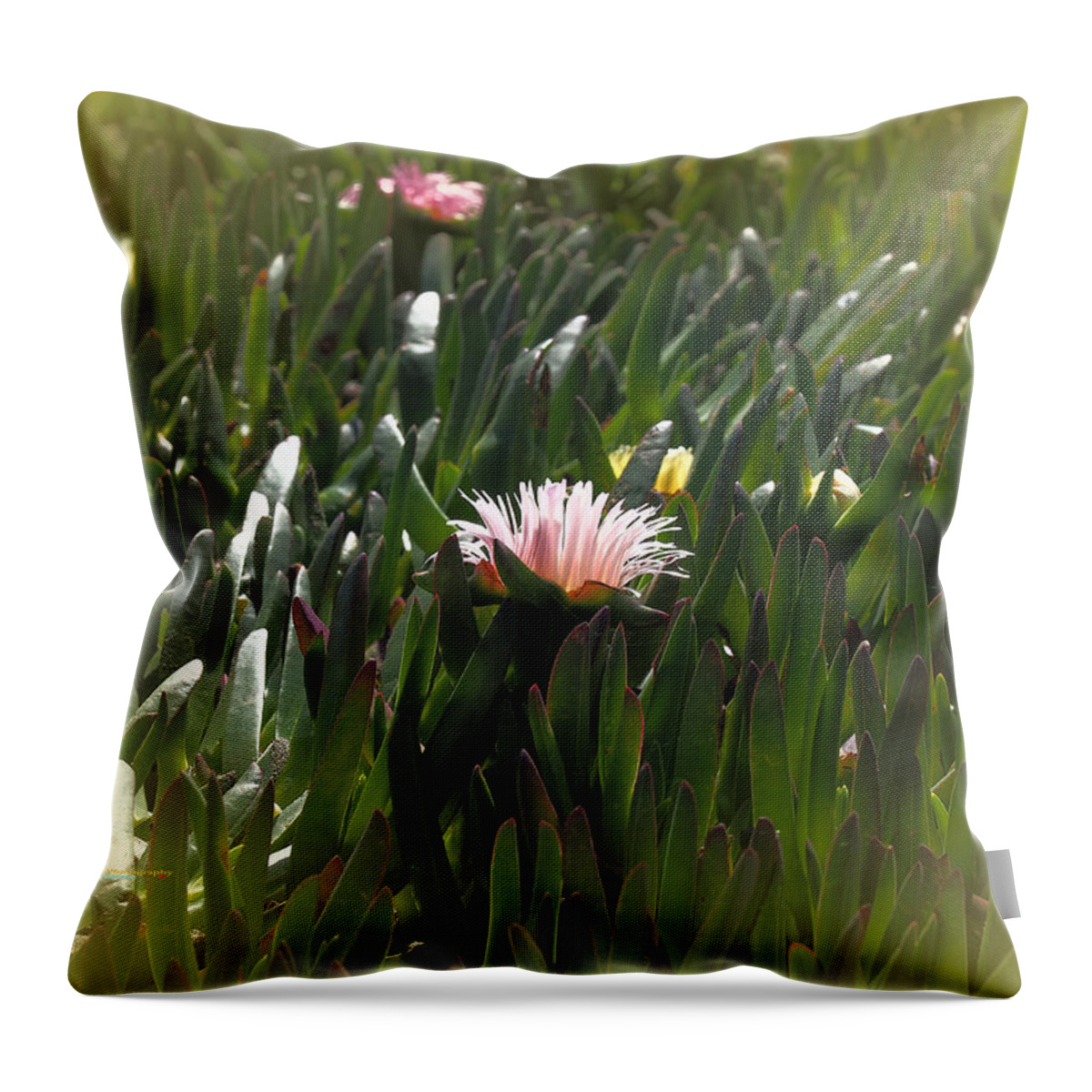 Seascape Throw Pillow featuring the photograph Ice Plant by Richard Thomas
