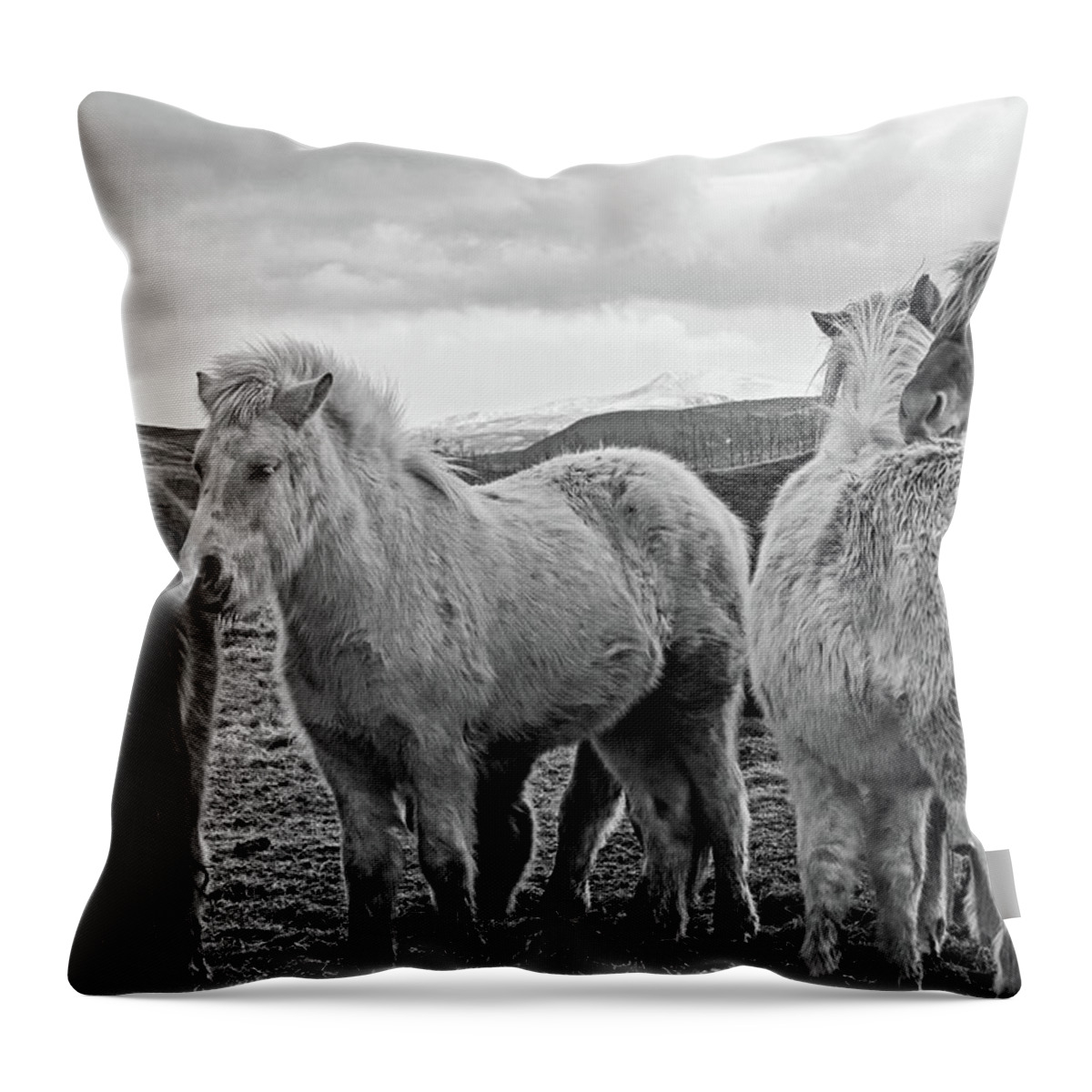 Iceland Throw Pillow featuring the photograph Icelandic Horse Cuddle Iceland Black and White by Toby McGuire