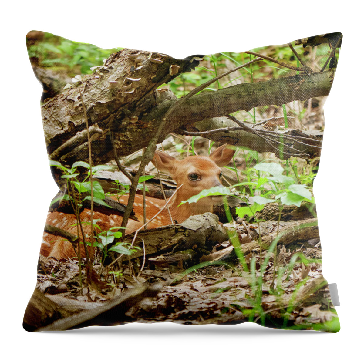 Illinois Throw Pillow featuring the photograph If I Don't Move It Won't See Me by Todd Bannor