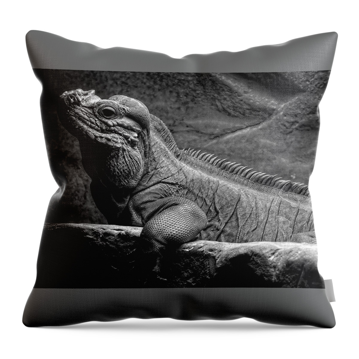 Lizard Throw Pillow featuring the photograph I'm Cool How About You by George Taylor