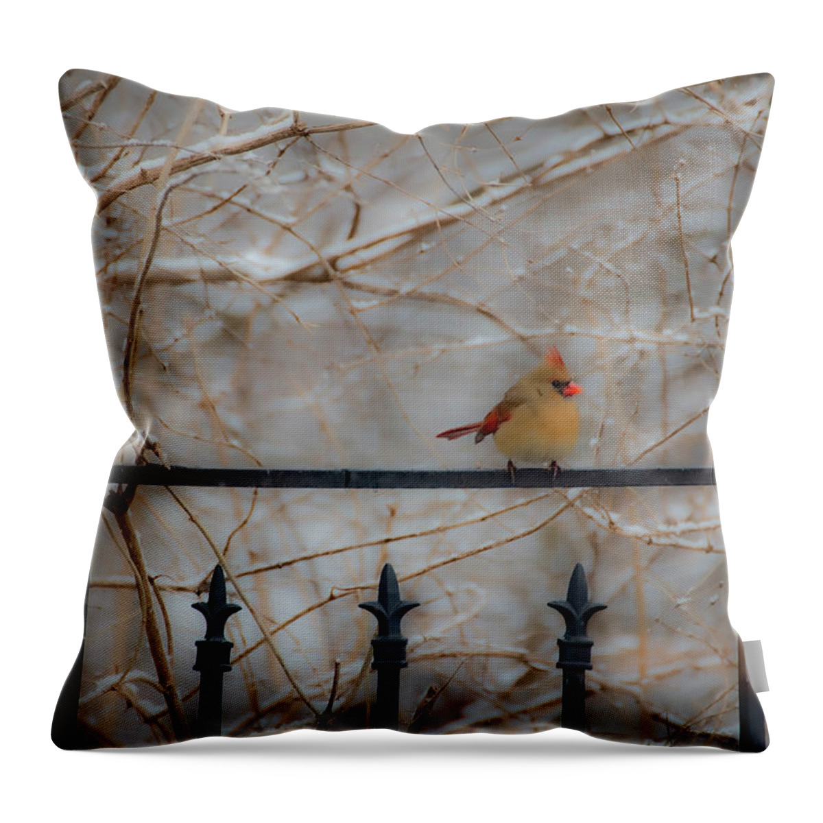 Cardinal Throw Pillow featuring the photograph I'm Here Where Are You by Diane Lindon Coy