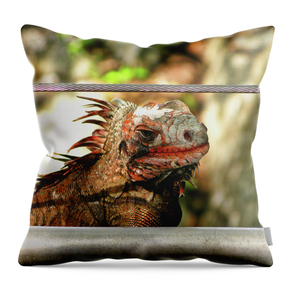 Animals Throw Pillow featuring the photograph I'm looking at you by Segura Shaw Photography