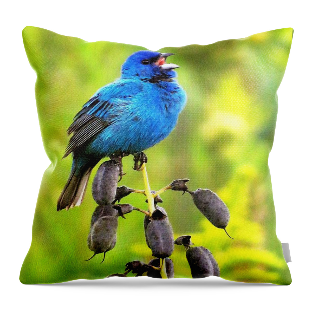 Birds Throw Pillow featuring the photograph Singing From His Heart by Lori Frisch