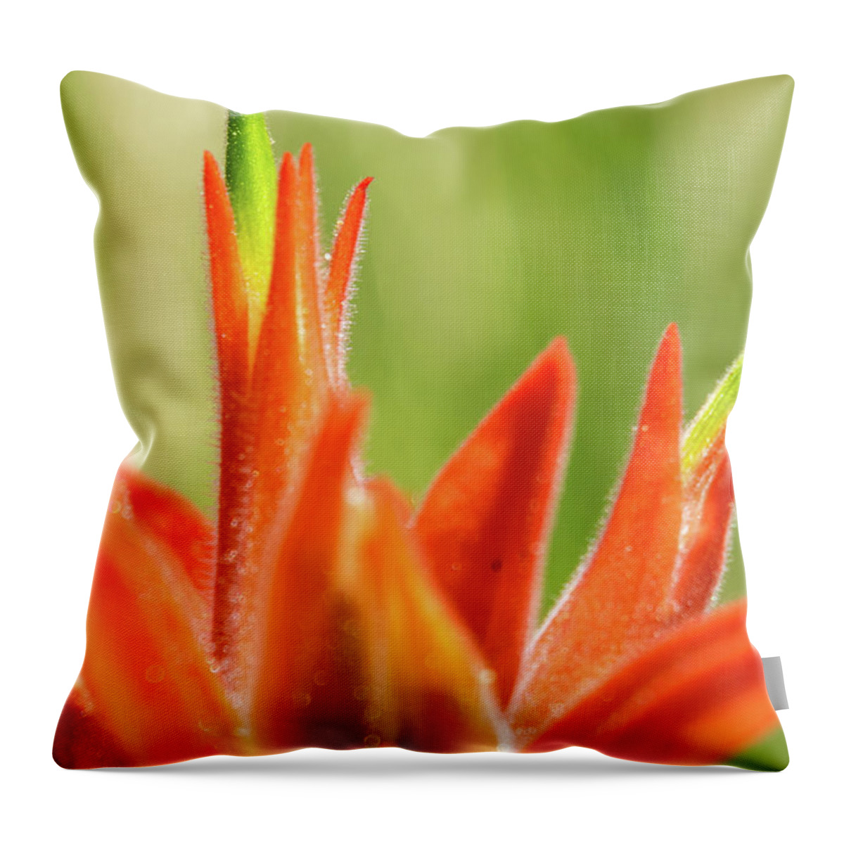 Indian Paintbrush Throw Pillow featuring the photograph Indian Paintbrush by Bonny Puckett