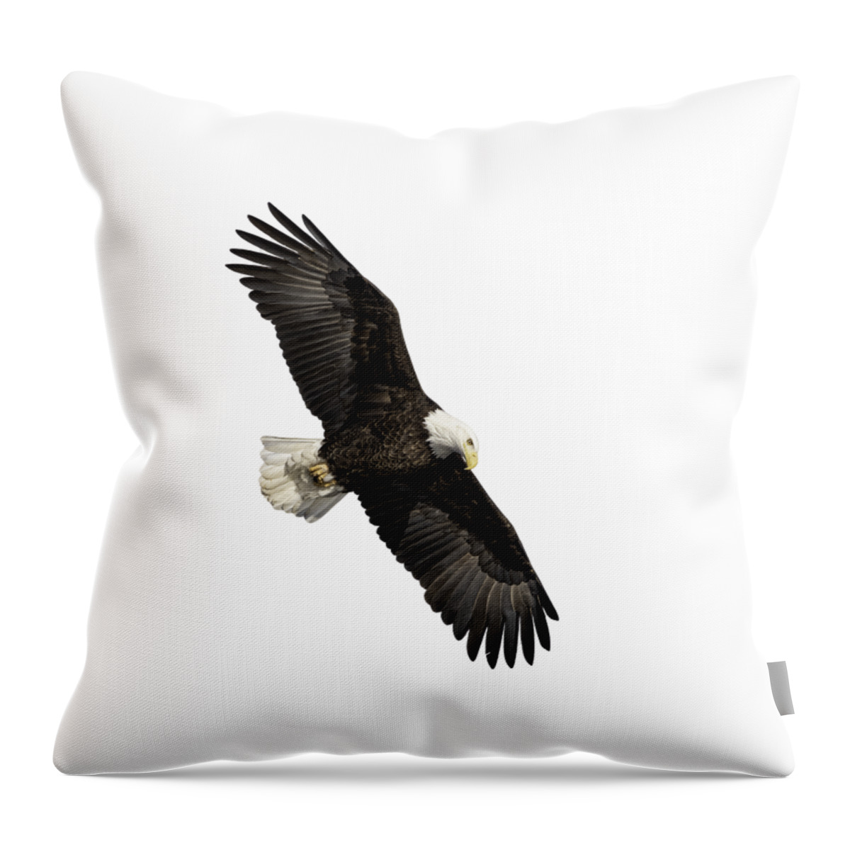 American Bald Eagle Throw Pillow featuring the photograph Isolated Bald Eagle 2019-14 by Thomas Young