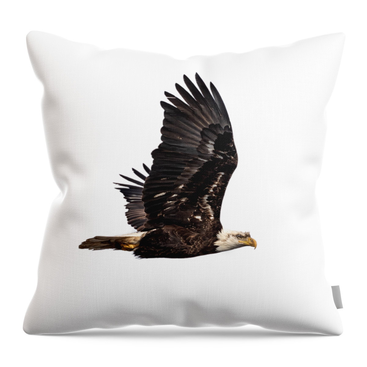American Bald Eagle Throw Pillow featuring the photograph Isolated Bald Eagle 2019-3A by Thomas Young
