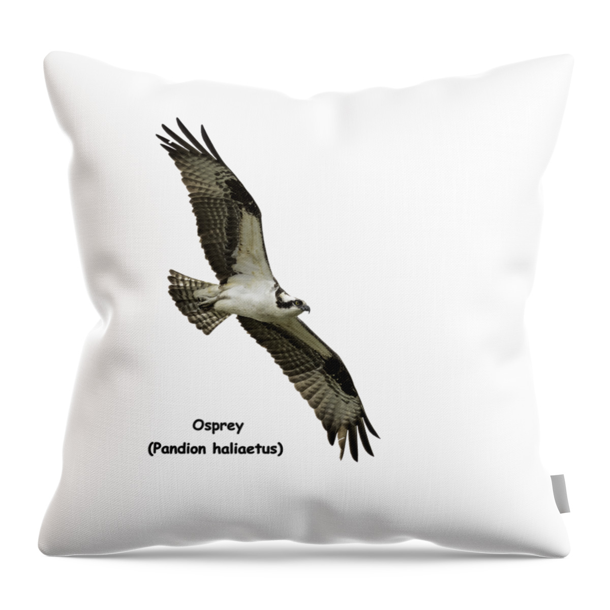 Osprey Throw Pillow featuring the photograph Isolated Osprey 2021-1-A by Thomas Young