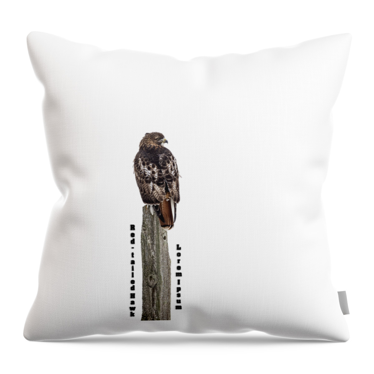 Red-tailed Hawk Throw Pillow featuring the photograph Isolated Red-tailed Hawk 2019 by Thomas Young