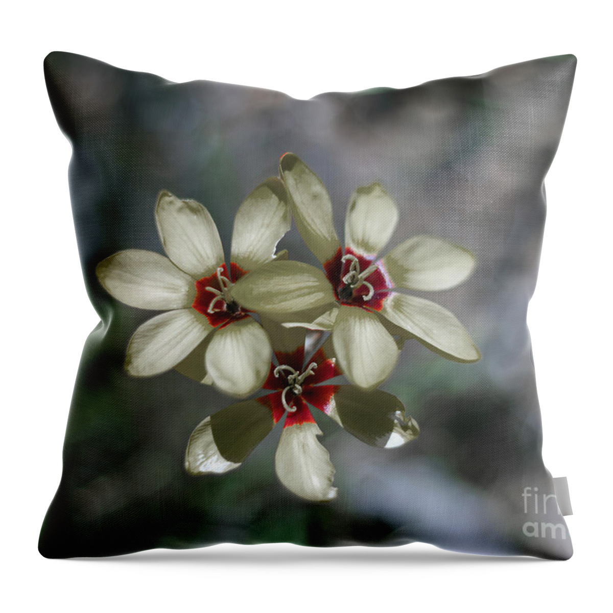 White Throw Pillow featuring the photograph Ixia Maculata - Spotted African Corn Lily by Elaine Teague