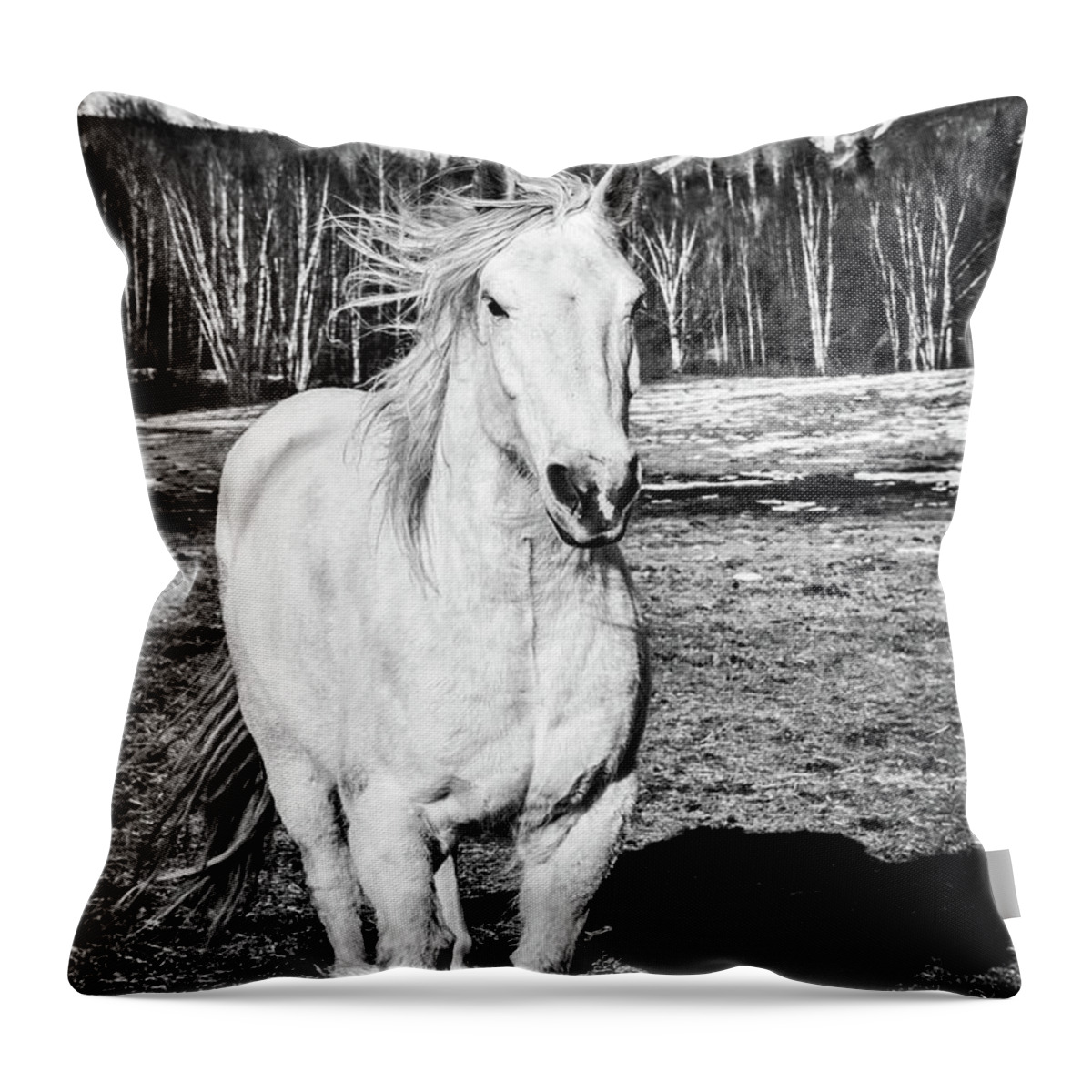Winter Throw Pillow featuring the photograph Jax the Wizard by Listen To Your Horse