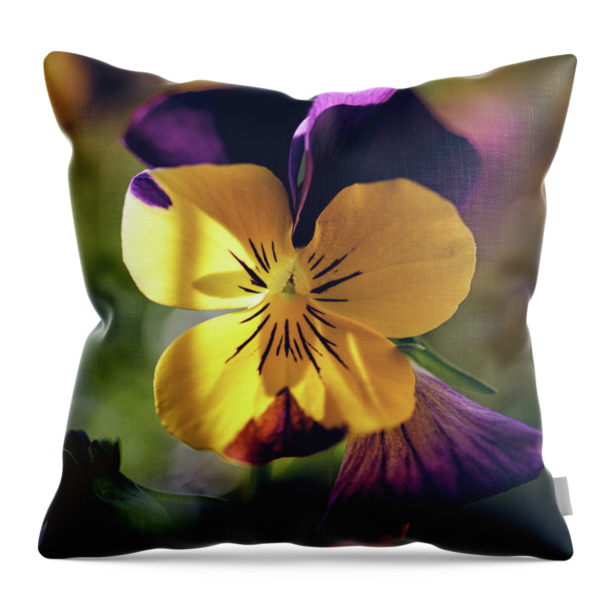 Bloom Throw Pillow featuring the photograph Johnny Jump Up by Bob Orsillo
