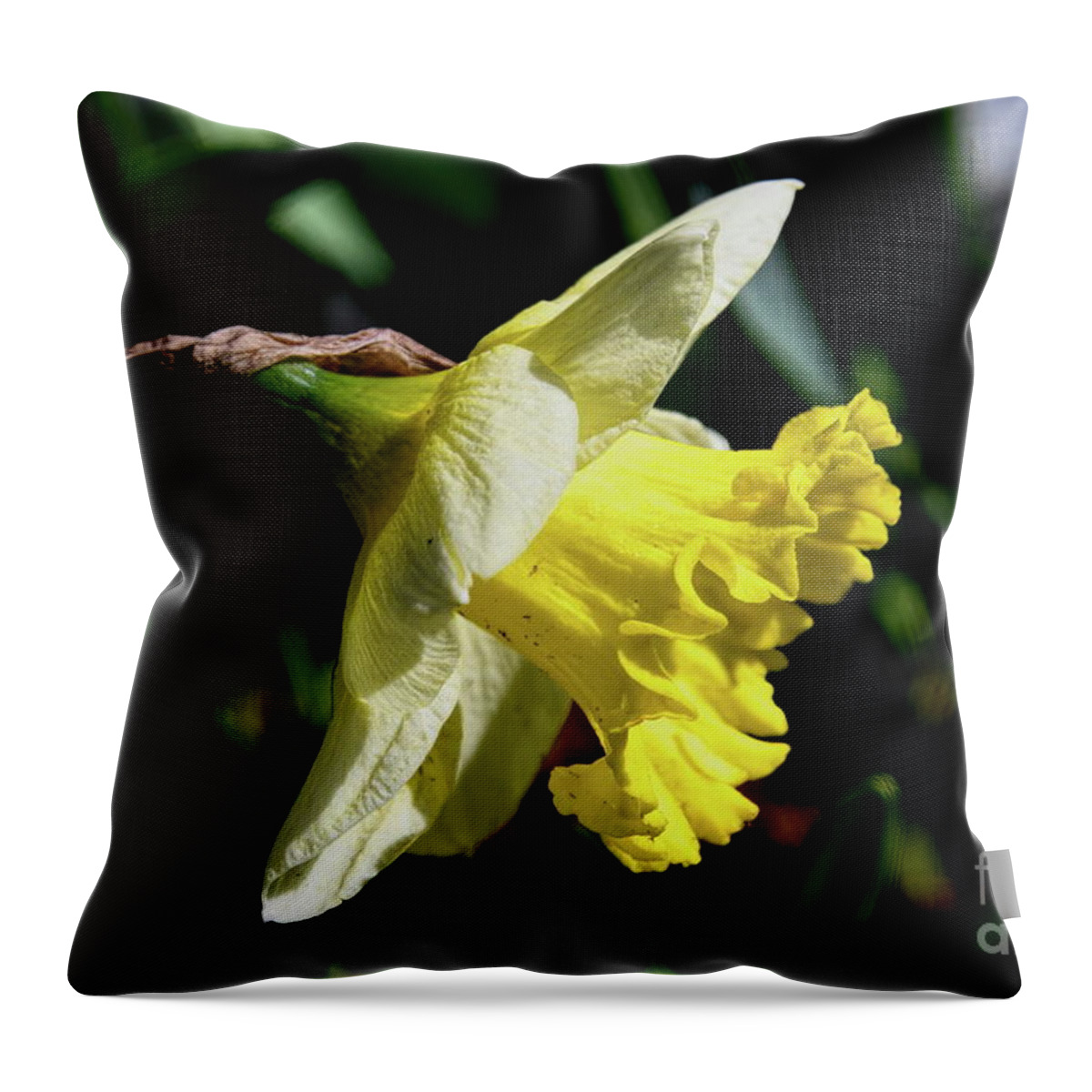 Flower Throw Pillow featuring the photograph Jonquil Daffodil - Side View by Diana Mary Sharpton