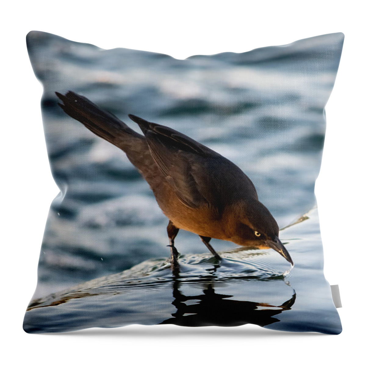 Grackle Throw Pillow featuring the photograph Just a Little Sip by Bonny Puckett