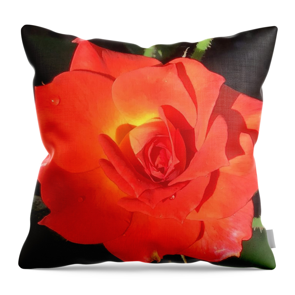 Rose Throw Pillow featuring the photograph Just Orange Bright Rose by Catherine Wilson