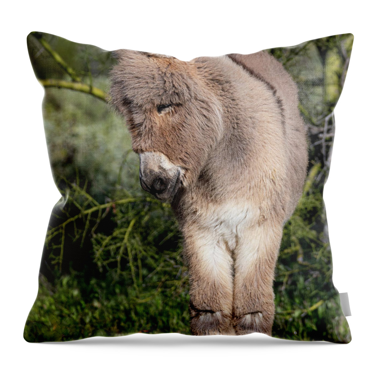 Wild Burros Throw Pillow featuring the photograph Just too Sweet by Mary Hone
