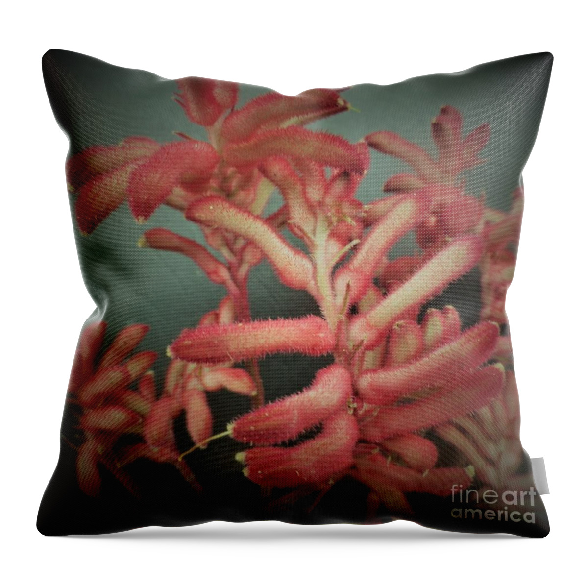 Photo Throw Pillow featuring the photograph Kangaroo Paw Plant by Julie Grimshaw