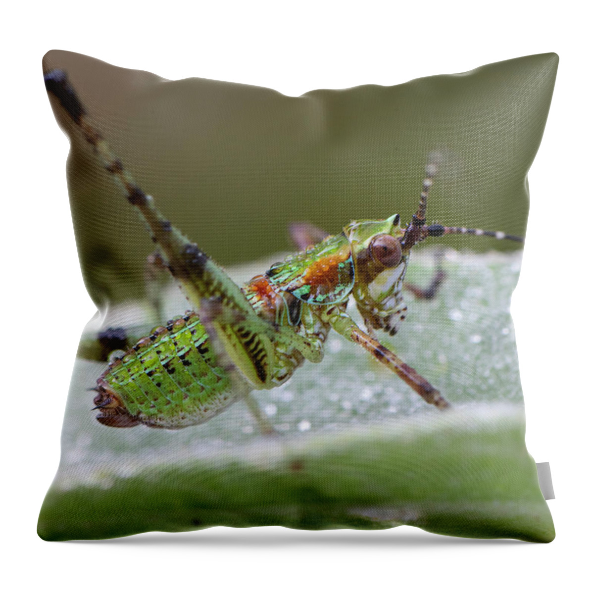 Grasshopper Throw Pillow featuring the photograph Katydid Nymph by Phil And Karen Rispin