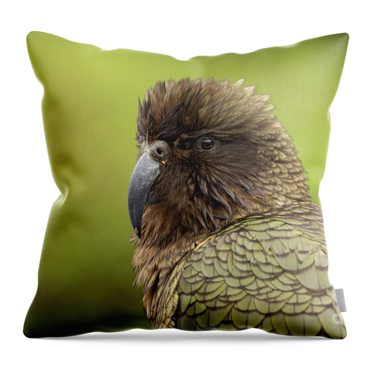 Kea Throw Pillow featuring the photograph Kea,a native bird of NZ at Milford Sound by Eva Lechner