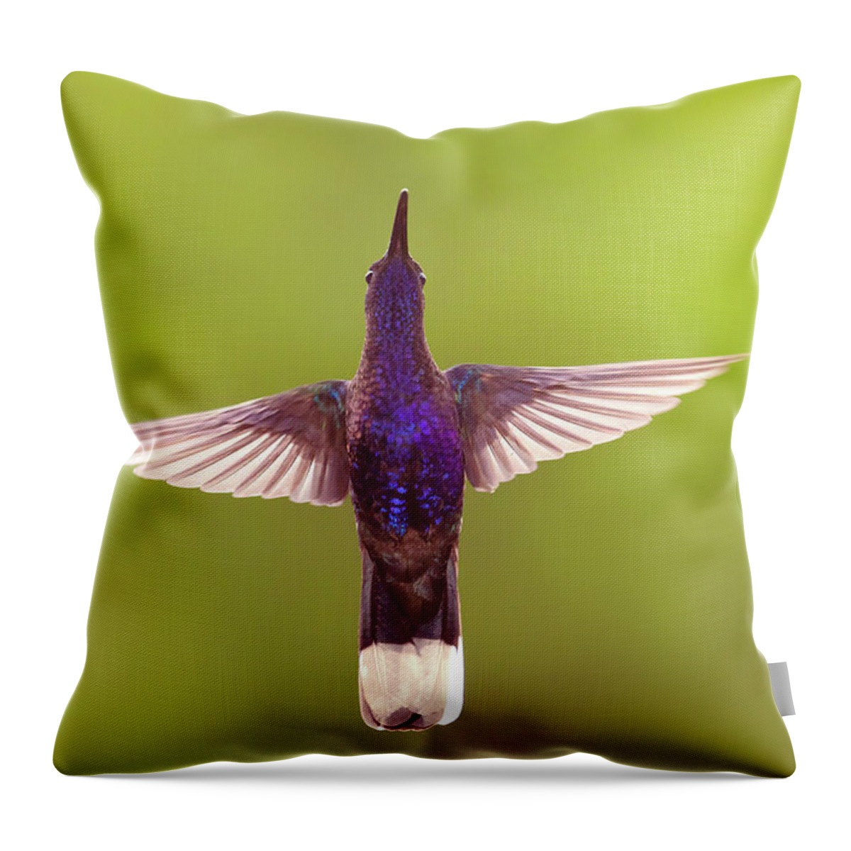 Violet Sabrewing Throw Pillow featuring the photograph Keep Hovering - Violet sabrewing hummingbird by Roeselien Raimond