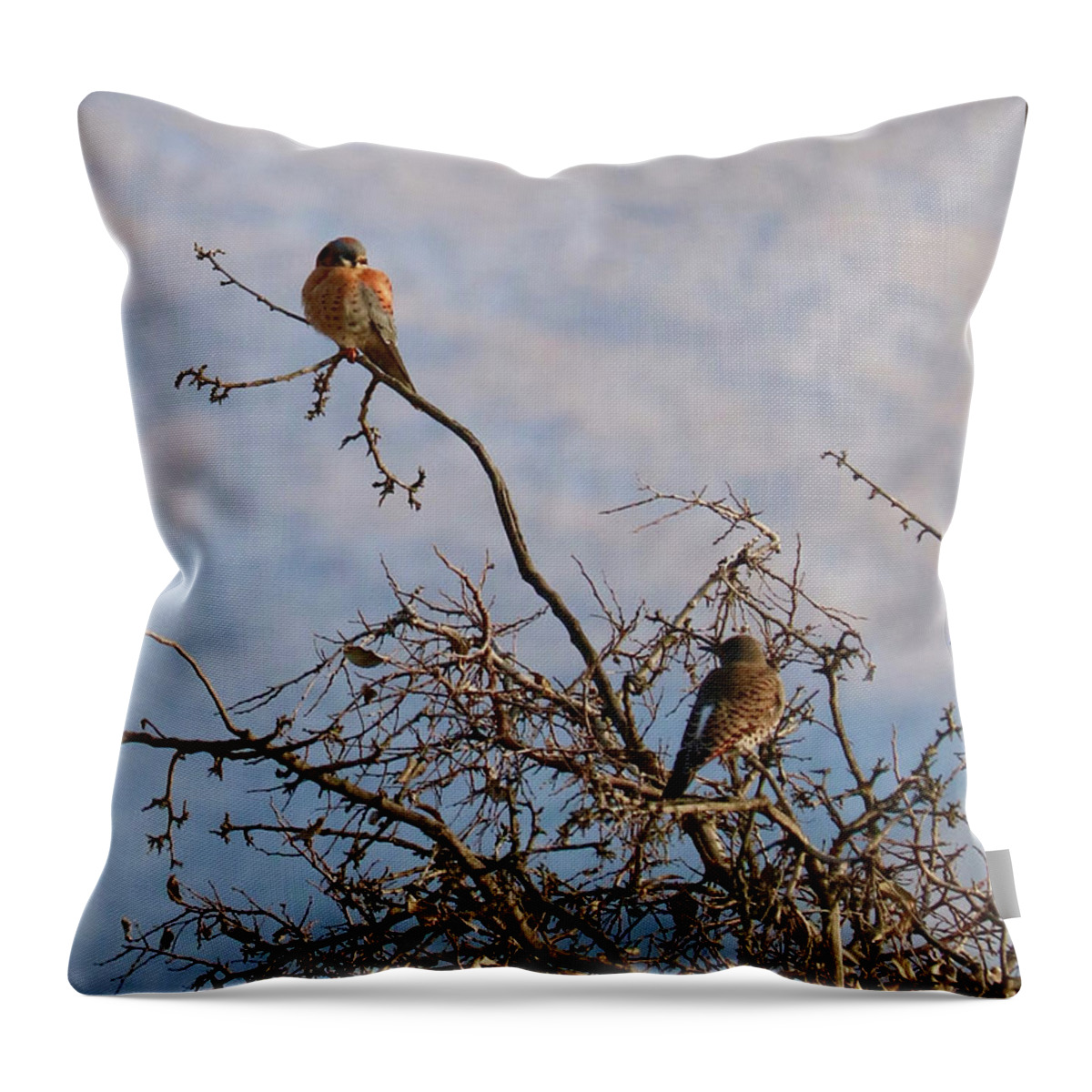 Kestrel Throw Pillow featuring the photograph Kestrel and Northern Flicker in Tree by Carol Groenen