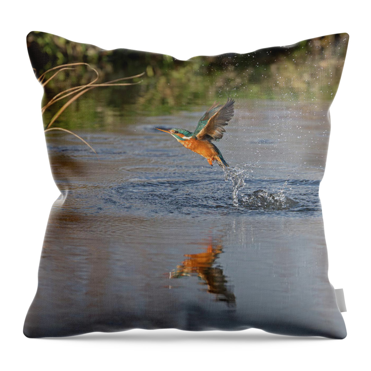 Kingfisher Throw Pillow featuring the photograph Kingfisher Fishing by Pete Walkden