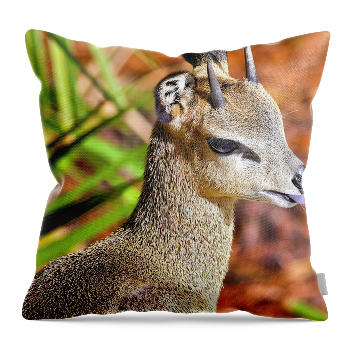 Klipspringer Throw Pillow featuring the photograph Kilpspringer by Mitch Cat