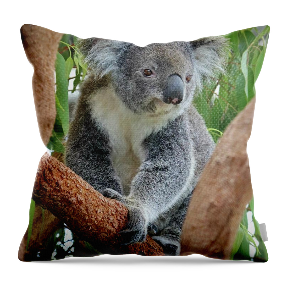 Koala Throw Pillow featuring the photograph Koala by Sarah Lilja