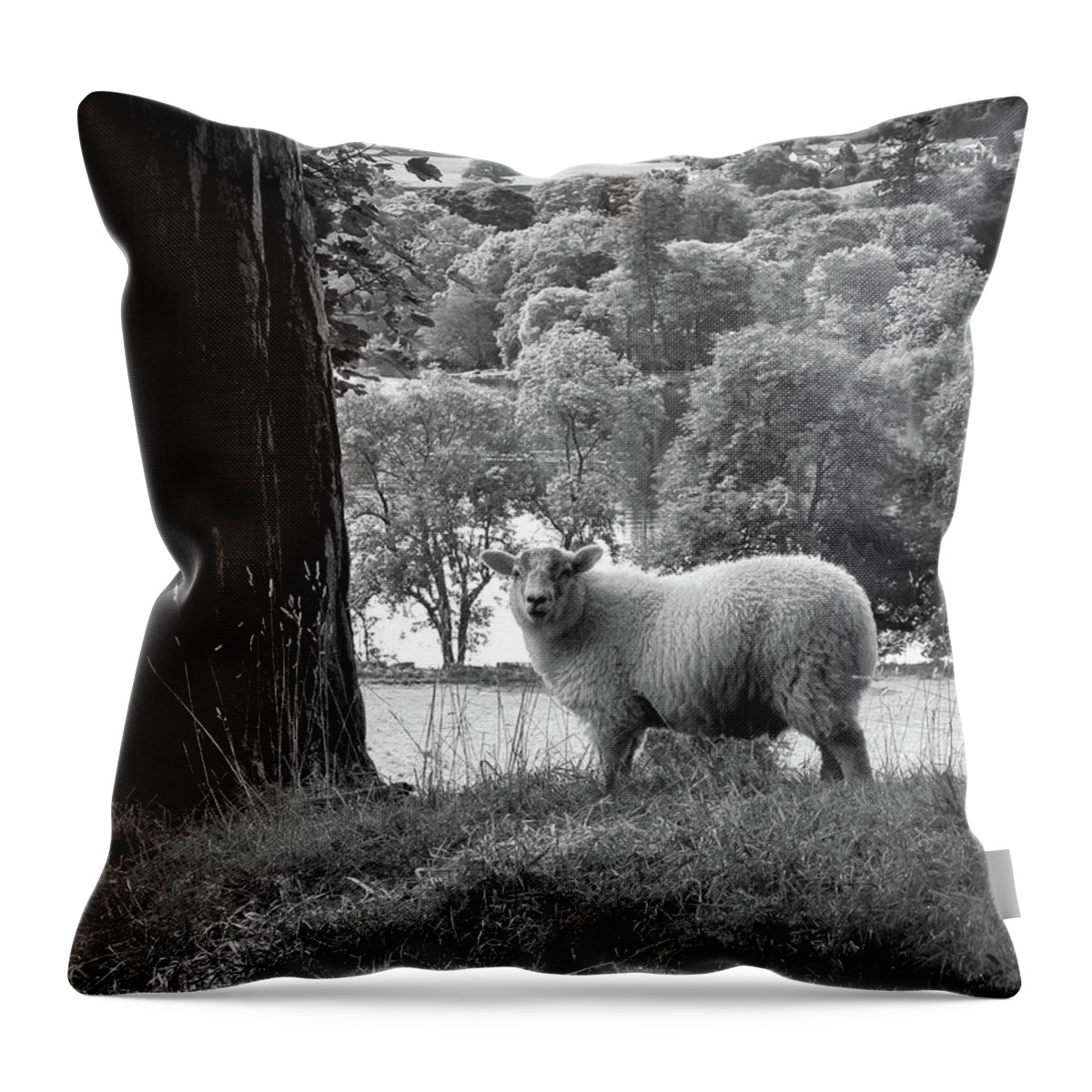Animals Throw Pillow featuring the photograph Lake District sheep posing for the camera by Seeables Visual Arts
