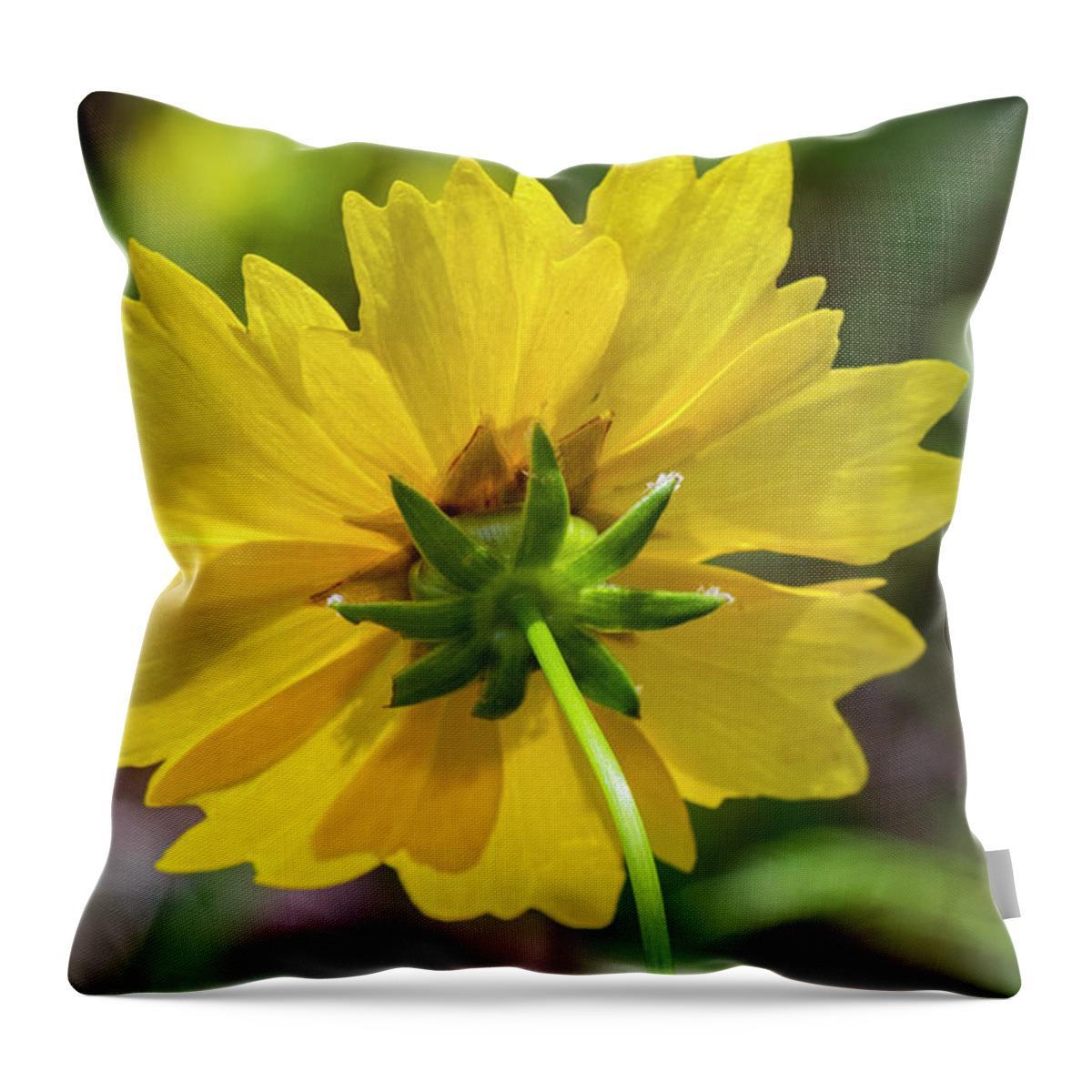 Lanceleaf Throw Pillow featuring the photograph Lanceleaf Coreopsis in North Carolina by Bob Decker