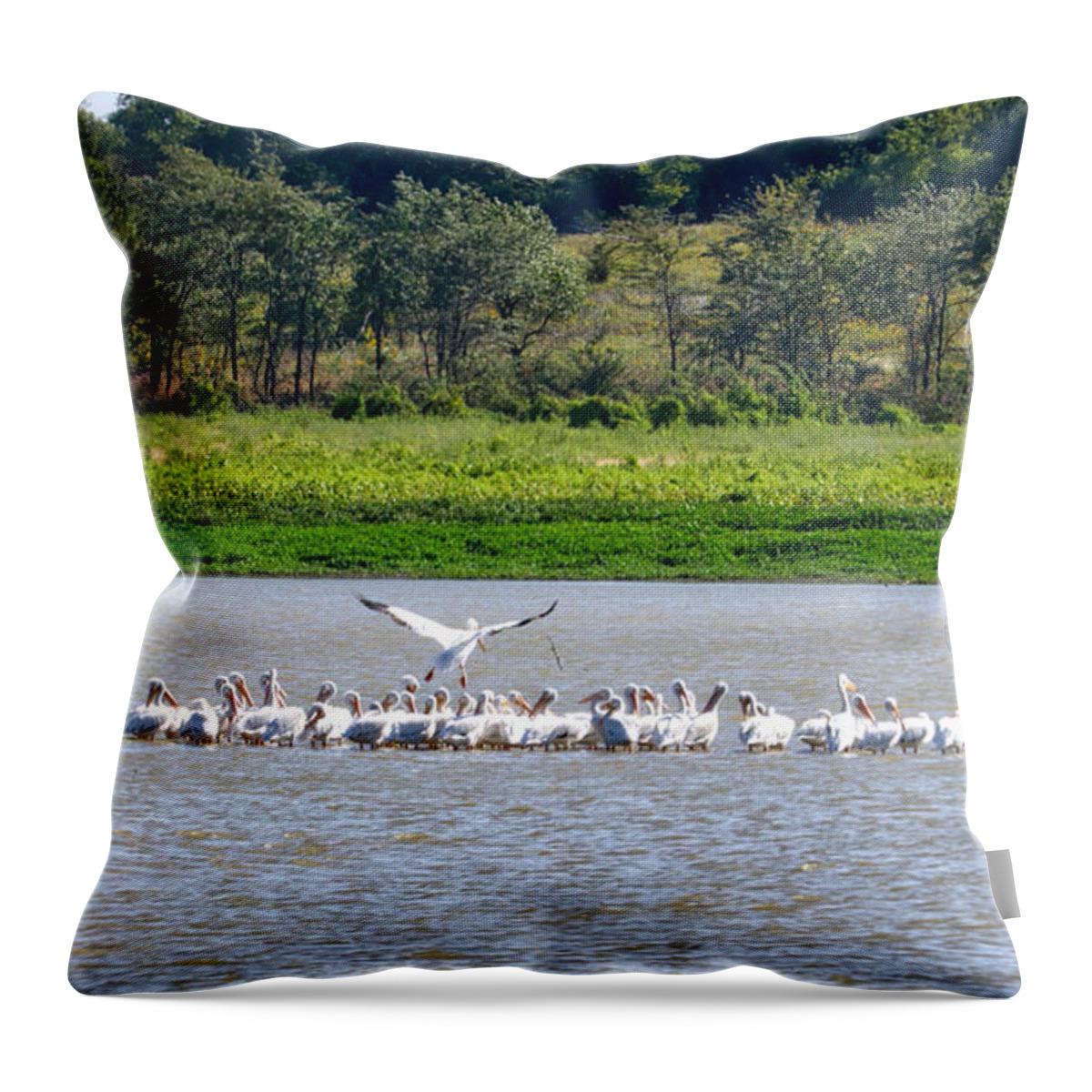 Pelicans Throw Pillow featuring the photograph Landing Zone by Linda James