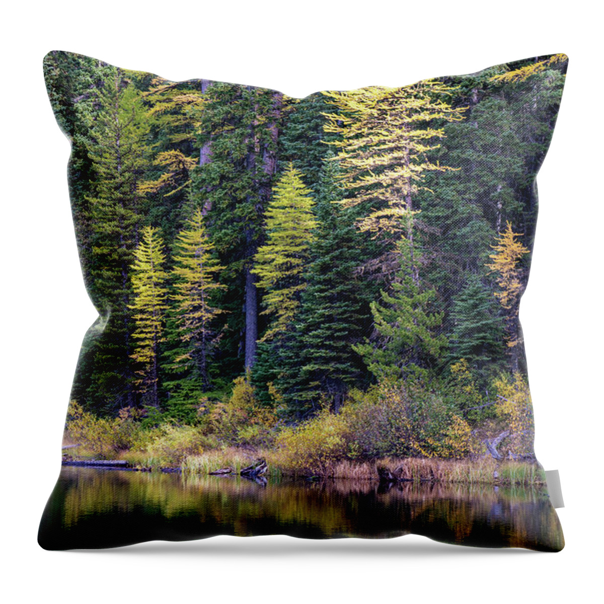 Larch Throw Pillow featuring the photograph Larch Reflections by Louise Kornreich