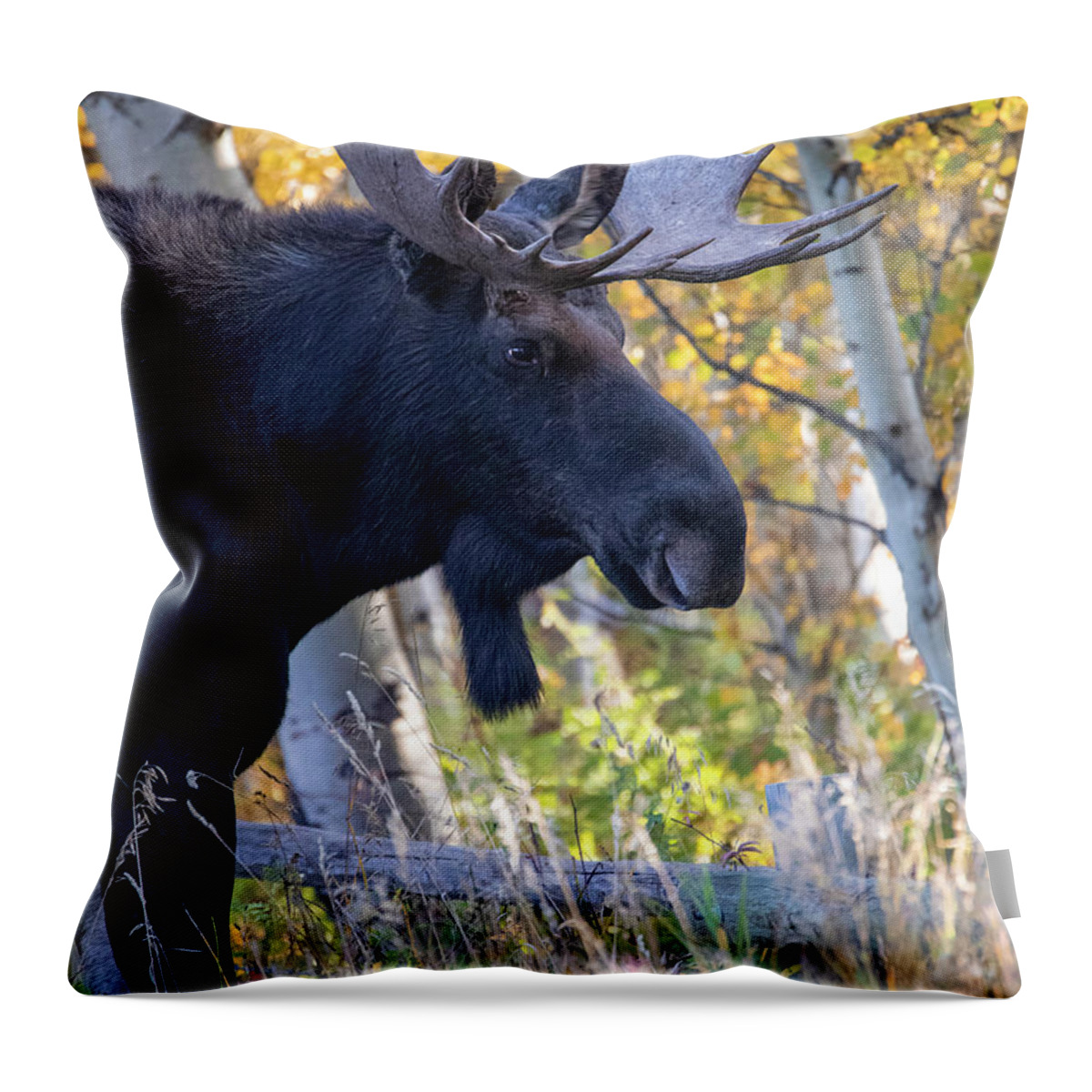Bull Moose In Autumn Aspens Throw Pillow featuring the photograph Large Bull Moose In Autumn Foliage by Dan Sproul