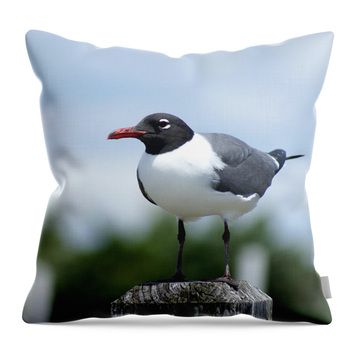  Throw Pillow featuring the photograph Laughing Gull by Heather E Harman