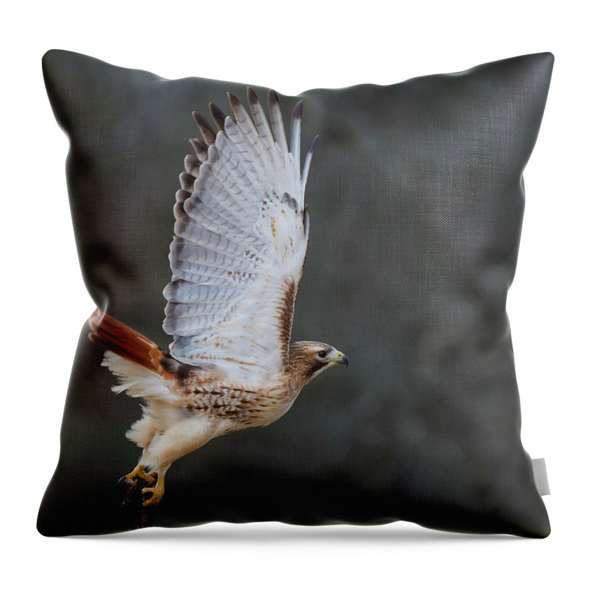 Red-tailed Hawk Throw Pillow featuring the photograph Launch by CR Courson