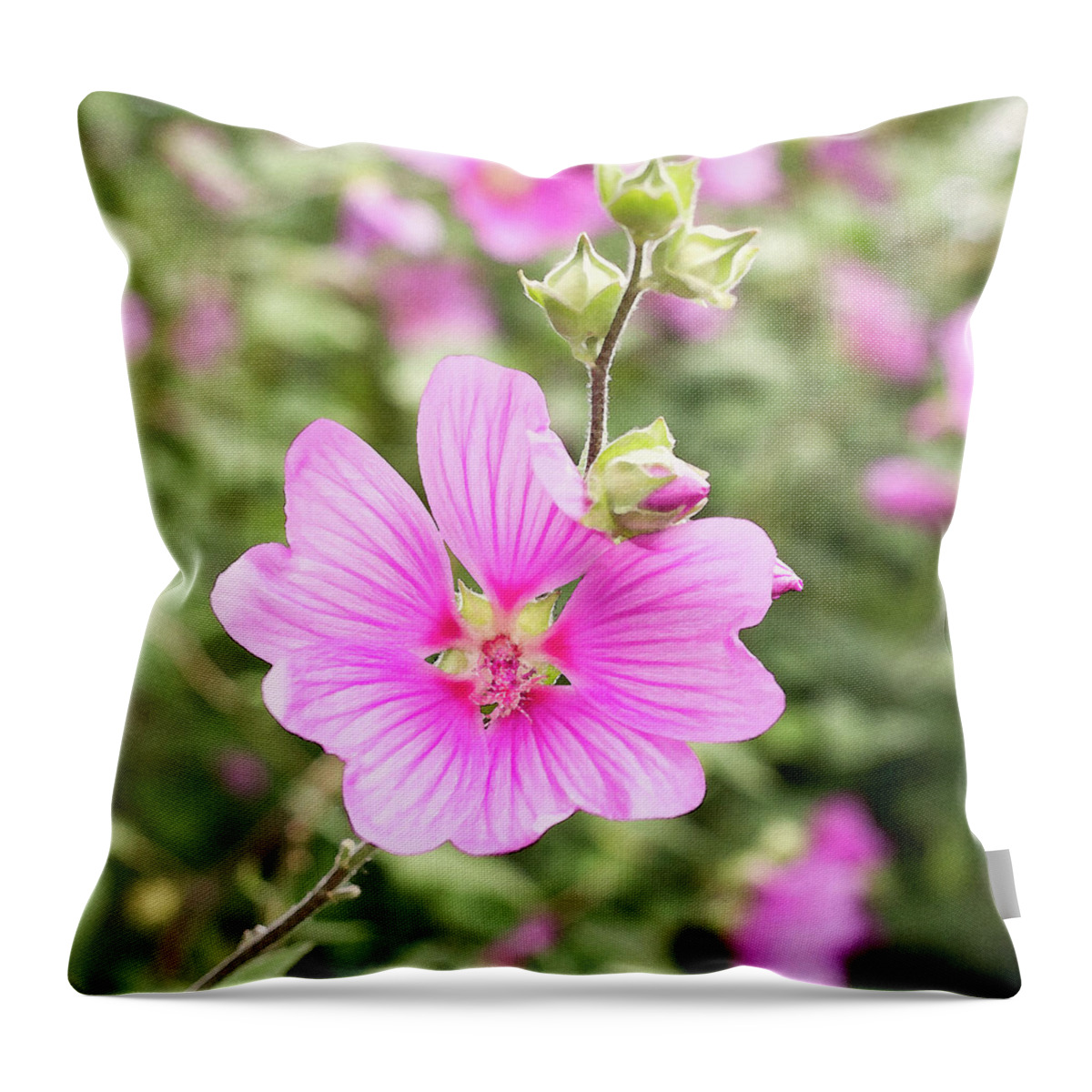 Pink Flower Throw Pillow featuring the photograph Lavatera Clementii Rosea by Tanya C Smith