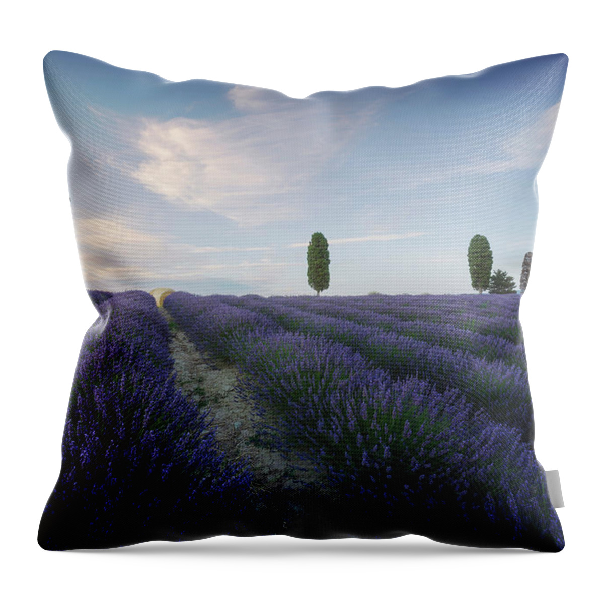 Lavender Throw Pillow featuring the photograph Lavender fields and trees. Orciano, Tuscany by Stefano Orazzini