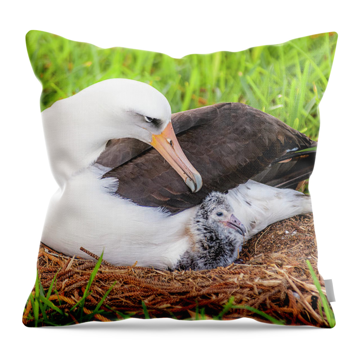 Kauai Throw Pillow featuring the photograph Laysan Albatross and Chick. by Doug Davidson
